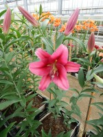 [5191 Palazzo VWS No01.JPG]